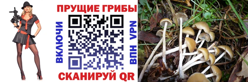 Псилоцибиновые грибы GOLDEN TEACHER  Камбарка 